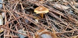 Cortinarius thiersii image