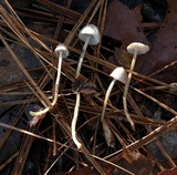 Mycena clavicularis image
