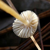 Mycena clavicularis image