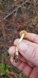 Cortinarius thiersii image