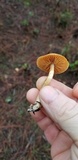 Cortinarius thiersii image