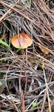 Cortinarius thiersii image