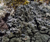Phaeophyscia adiastola image