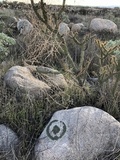 Xanthoparmelia mexicana image