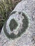 Xanthoparmelia mexicana image