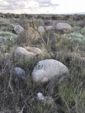 Xanthoparmelia mexicana image