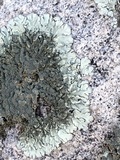 Xanthoparmelia mexicana image
