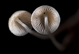 Mycena filopes image