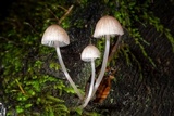 Mycena bulliformis image