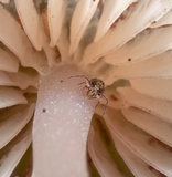 Mycena bulliformis image