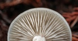 Clitocybe fragrans image