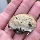 Postia caesia image