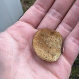 Postia caesia image
