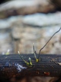 Xylaria axifera image