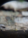 Xylaria axifera image