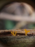 Dacryopinax spathularia image