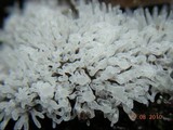 Ceratiomyxa fruticulosa var. fruticulosa image