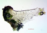 Lecanora pacifica image