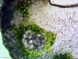 Lecanora pacifica image