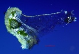 Lecanora pacifica image