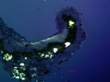 Lecanora pacifica image