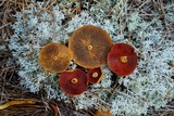 Cortinarius semisanguineus image