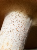 Suillus weaverae image