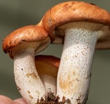 Suillus weaverae image