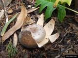 Myriostoma coliforme image