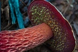 Butyriboletus frostii image
