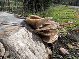 Pleurotus pulmonarius image
