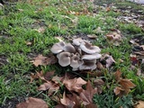 Pleurotus pulmonarius image