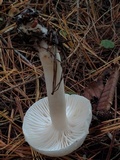 Cuphophyllus virgineus image