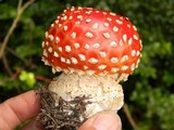 Amanita amerimuscaria image