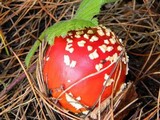 Amanita amerimuscaria image