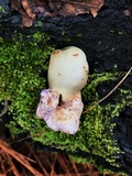 Phallus hadriani image