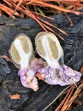 Phallus hadriani image