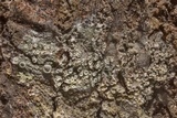 Ochrolechia pallescens image