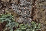 Ochrolechia pallescens image