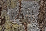 Ochrolechia pallescens image