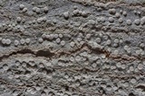 Lecanora caesiorubella image