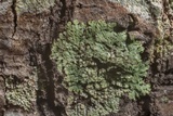 Heterodermia albicans image