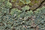 Heterodermia albicans image