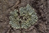 Dirinaria applanata image