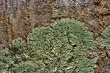 Dirinaria applanata image