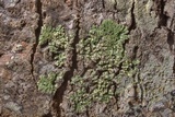 Dirinaria applanata image