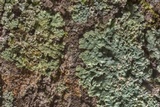 Dirinaria applanata image