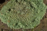 Dirinaria applanata image