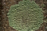 Dirinaria applanata image