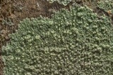Dirinaria applanata image